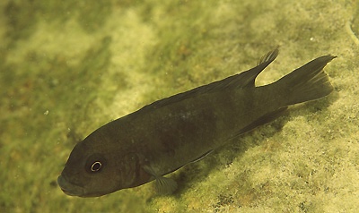 Chindongo sp. 'aggressive brown' Mumbo Island